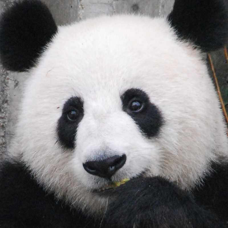 image of an panda, Very cute panda